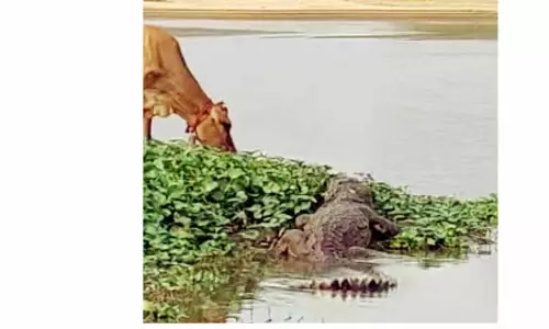 திருச்சி மேலசிந்தாமணி காவிரி ஆற்றில் முதலை நடமாட்டம் திருச்சி மேலசிந்தாமணி காவிரி ஆற்றில் முதலை நடமாட்டம்