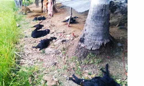 நாய்கள் கடித்து குதறியதில் 8 ஆடுகள் செத்தன நாய்கள் கடித்து குதறியதில் 8 ஆடுகள் செத்தன