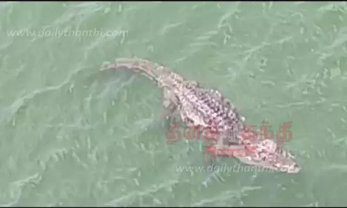 பாபநாசம் அணையில் ராட்சத முதலை