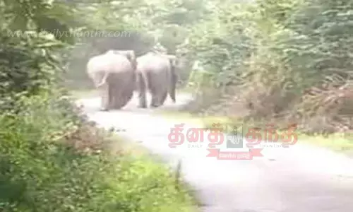 மணிமுத்தாறு அருவி சாலையில் சென்ற காட்டு யானைகள் மணிமுத்தாறு அருவி சாலையில் சென்ற காட்டு யானைகள்