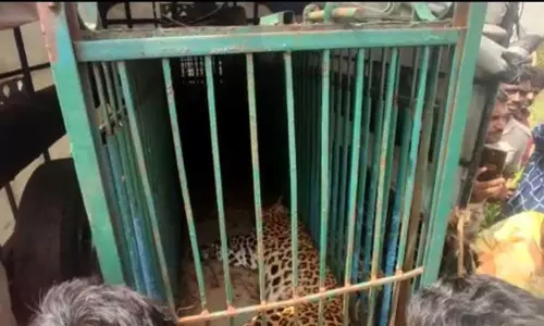 தொடர் அட்டகாசம் செய்து வந்த சிறுத்தை கூண்டில் சிக்கியது தொடர் அட்டகாசம் செய்து வந்த சிறுத்தை கூண்டில் சிக்கியது