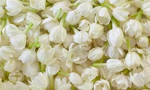 சத்தி மார்க்கெட்டில் மல்லிகைப்பூ கிலோ ரூ.1,785-க்கு விற்பனை- ஒரே நாளில் கிலோவுக்கு 420 ரூபாய் விலை உயர்ந்தது சத்தி மார்க்கெட்டில் மல்லிகைப்பூ கிலோ ரூ.1,785-க்கு விற்பனை- ஒரே நாளில் கிலோவுக்கு 420 ரூபாய் விலை உயர்ந்தது