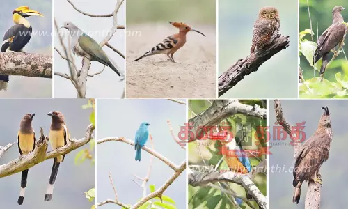 அந்தியூர் வனப்பகுதியில் நடந்த கணக்கெடுப்பில் கண்ணில் சிக்கிய அழகிய வெளிநாட்டு பறவைகள் அந்தியூர் வனப்பகுதியில் நடந்த கணக்கெடுப்பில் கண்ணில் சிக்கிய அழகிய வெளிநாட்டு பறவைகள்