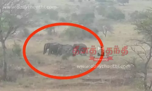 கர்நாடக வனப்பகுதியில் இருந்து வெளியேறி தமிழகத்துக்கு படையெடுக்கும் யானை கூட்டம் கர்நாடக வனப்பகுதியில் இருந்து வெளியேறி தமிழகத்துக்கு படையெடுக்கும் யானை கூட்டம்