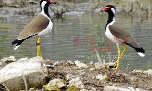 38 வகை நீர்ப்பறவை இனங்கள்