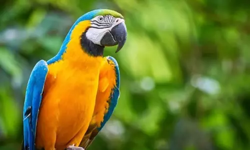 தைவானில் டாக்டரை காயப்படுத்திய கிளியின் உரிமையாளருக்கு சிறை: ரூ.74 லட்சம் அபராதம்