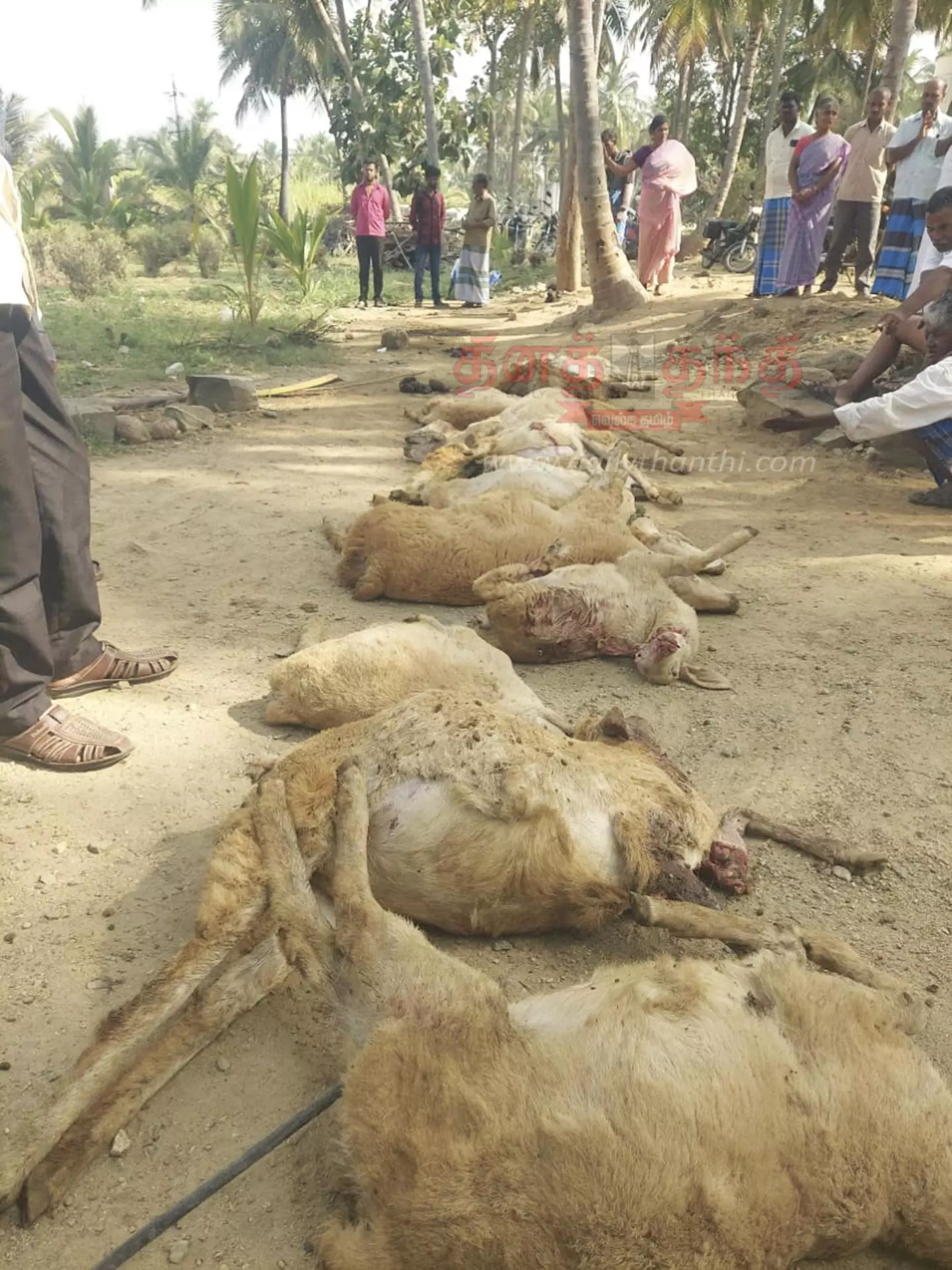 மர்ம விலங்கு கடித்து 21 ஆடுகள் சாவு