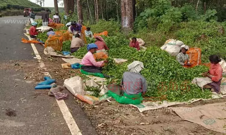 வால்பாறையில் லேசான சாரல் மழை