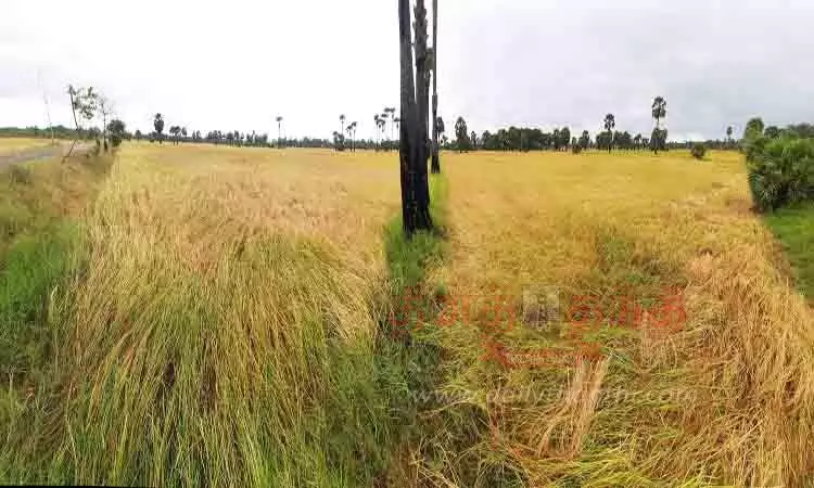 மழையால் அறுவடை பணி பாதிப்பு மழையால் அறுவடை பணி பாதிப்பு