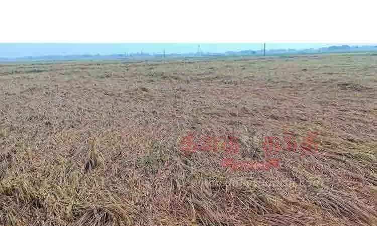 தா.பழூரில் தொடர் மழை: நூற்றுக்கணக்கான ஏக்கர் நெற்பயிர்கள் வயலில் சாய்ந்தன தா.பழூரில் தொடர் மழை: நூற்றுக்கணக்கான ஏக்கர் நெற்பயிர்கள் வயலில் சாய்ந்தன