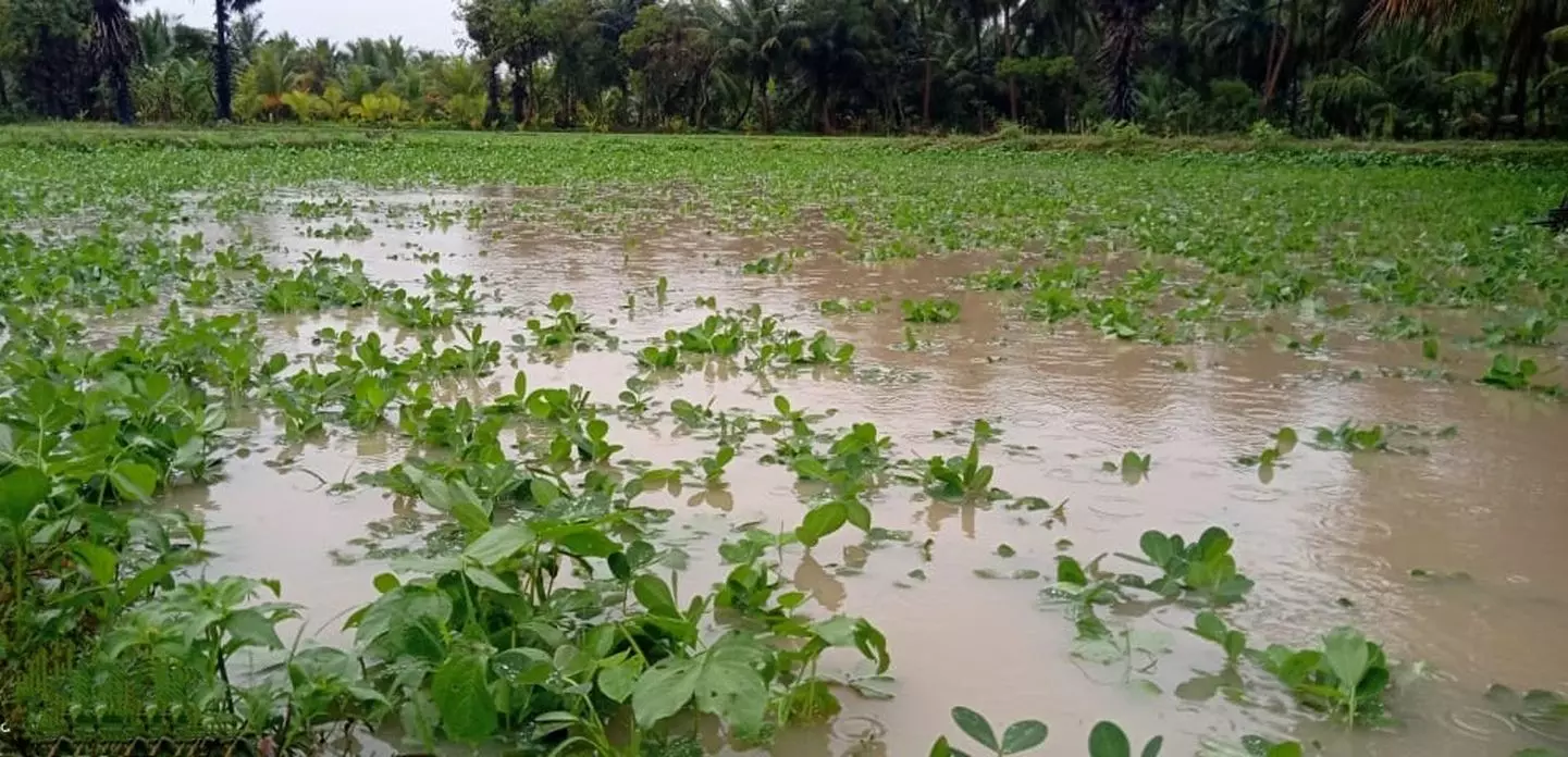 புதுக்கோட்டை மாவட்டத்தில் தொடர் மழை