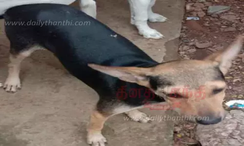 வளர்ப்பு நாயுடன் வீட்டை பூட்டி சீல் வைத்த வங்கி அதிகாரிகள்