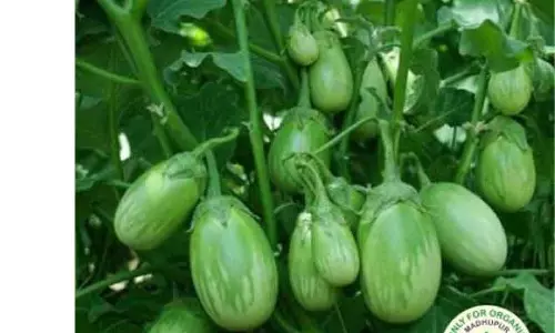 உடுமலை உழவர் சந்தையில் கடந்த ஜனவரி மாதத்தில் ரூ. 2 கோடியே 24 லட்சத்துக்கு காய்கறிகள் மற்றும் பழங்கள் விற்பனை