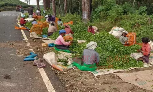 வால்பாறையில் லேசான சாரல் மழை