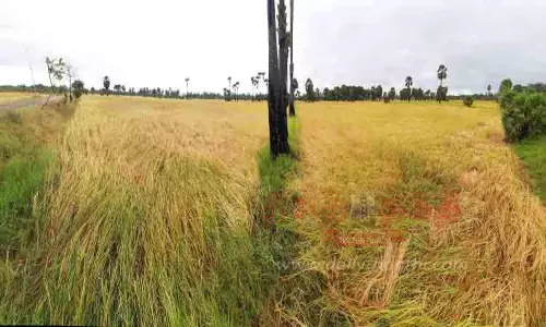 மழையால் அறுவடை பணி பாதிப்பு மழையால் அறுவடை பணி பாதிப்பு