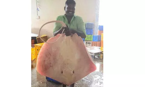 வெள்ளை நிற திருக்கை மீன் சிக்கியது