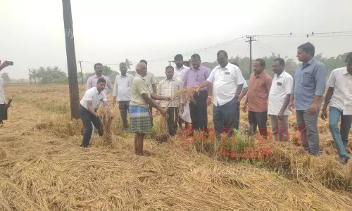 மழையால் சாய்ந்த நெற்பயிர்களை வேளாண் அதிகாரிகள் ஆய்வு