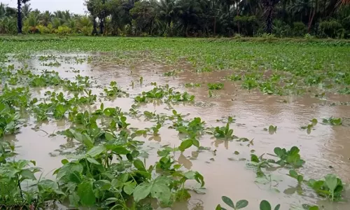 புதுக்கோட்டை மாவட்டத்தில் தொடர் மழை
