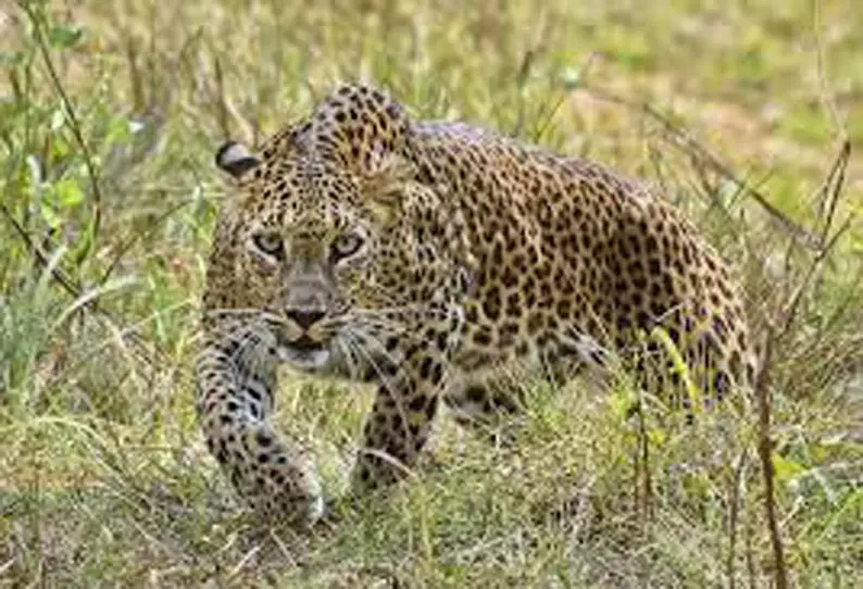 ஆரேகாலனியில் சிறுத்தைப்புலி குட்டி உடல் மீட்பு ஆரேகாலனியில் சிறுத்தைப்புலி குட்டி உடல் மீட்பு