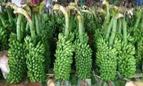 பரமத்திவேலூர் சந்தையில்வாழைத்தார் விலை சரிவுவிவசாயிகள் ஏமாற்றம்