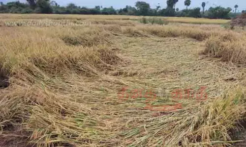 மாவட்டத்தில் தொடர் மழை: 17 ஆயிரத்து 500 ஏக்கர் நெற்பயிர்கள் நீரில் மூழ்கின