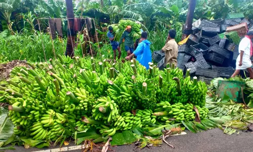 மாவட்டத்தில்வாழைத்தார் விளைச்சல் அமோகம்:விலை உயர்வால் விவசாயிகள் மகிழ்ச்சி