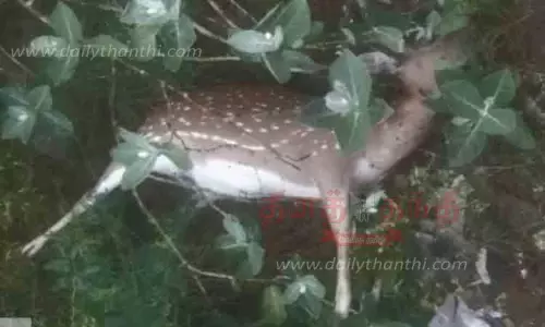 நாய்கள் கடித்து மான் சாவு நாய்கள் கடித்து மான் சாவு