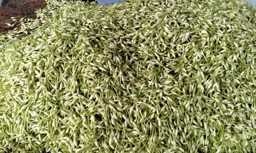 தைப்பூசத்தையொட்டி பூக்கள் விலை உயர்வு தைப்பூசத்தையொட்டி பூக்கள் விலை உயர்வு