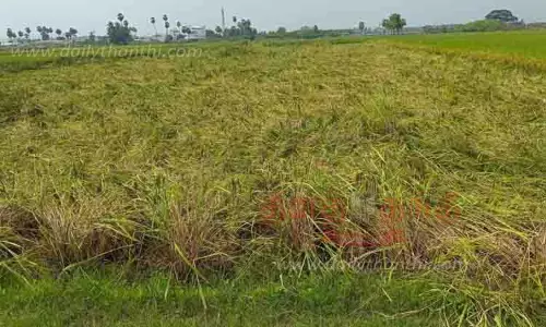 அறுவடைக்கு தயாராக இருந்த நெற்பயிர்கள் நீரில் மூழ்கின
