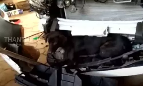 கார் பம்பருக்குள் சிக்கி 70 கி.மீ. சென்ற நாய் - சிறு காயங்களுடன் பத்திரமாக மீட்பு கார் பம்பருக்குள் சிக்கி 70 கி.மீ. சென்ற நாய் - சிறு காயங்களுடன் பத்திரமாக மீட்பு