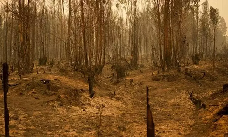 சிலி: காட்டுத்தீயில் சிக்கி பலியானோரின் எண்ணிக்கை 22ஆக உயர்வு சிலி: காட்டுத்தீயில் சிக்கி பலியானோரின் எண்ணிக்கை 22ஆக உயர்வு