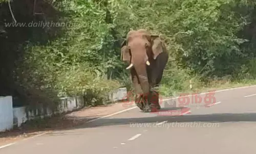 சாலையில் உலா வந்த காட்டுயானை