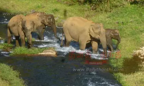 ஆற்றில் இறங்கி விளையாடிய யானைகள்