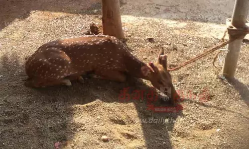 புள்ளிமான் பிடிபட்டது