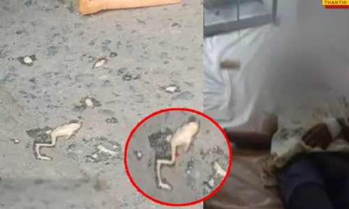 மதுரை: தவளை இறந்து கிடந்த ஐஸ்கிரீம் சாப்பிட்ட குழந்தைகளுக்கு உடல்நலக்குறைவு - தீவிர சிகிச்சை