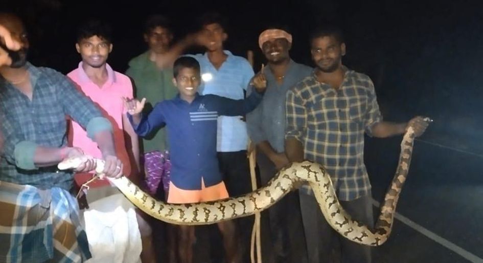 A 10 feet long python was caught | 10 அடி நீளமுள்ள மலைப்பாம்பு பிடிபட்டது