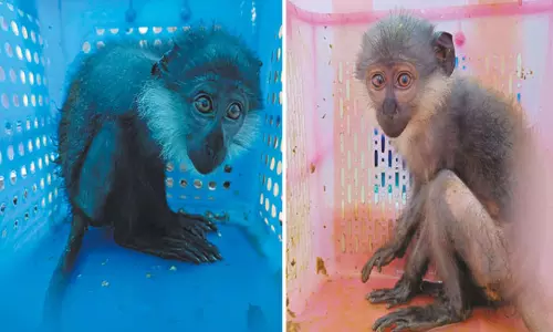 சென்னை விமான நிலையத்தில் அரிய வகை குரங்குகள் பறிமுதல்; திருப்பி அனுப்ப சுங்க இலாகா அதிகாரிகள் நடவடிக்கை சென்னை விமான நிலையத்தில் அரிய வகை குரங்குகள் பறிமுதல்; திருப்பி அனுப்ப சுங்க இலாகா அதிகாரிகள் நடவடிக்கை