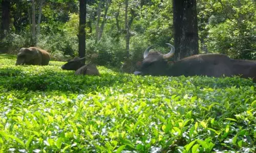 தேயிலை தோட்டத்தில் முகாமிட்ட காட்டு யானை, காட்டெருமைகள் தேயிலை தோட்டத்தில் முகாமிட்ட காட்டு யானை, காட்டெருமைகள்