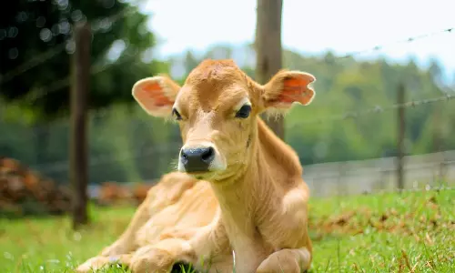 நாய்கள் கடித்து 3 கன்றுகுட்டிகள் செத்தன