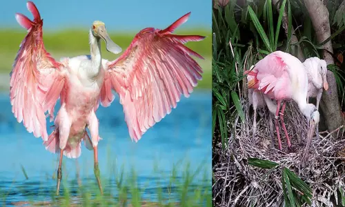 துடுப்பு போன்ற அலகு அமைந்த பறவை துடுப்பு போன்ற அலகு அமைந்த பறவை