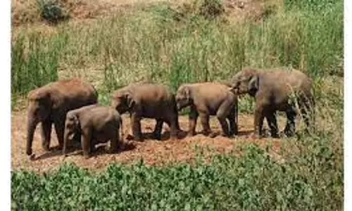 கால்நடை பண்ணைக்குள் புகுந்த யானைகள்