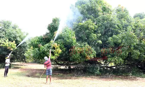 மருந்து தெளிக்கும் பணி தீவிரம்