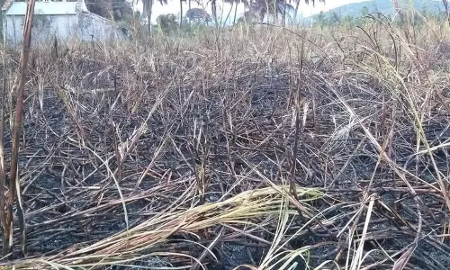 மின்சார வயர்கள் உரசியதில் தீப்பிடித்த கரும்பு தோட்டம் மின்சார வயர்கள் உரசியதில் தீப்பிடித்த கரும்பு தோட்டம்