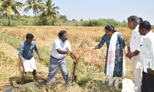 மழையால் சேதமடைந்த நெற்பயிர்களைகணக்கெடுக்கும் பணி மழையால் சேதமடைந்த நெற்பயிர்களைகணக்கெடுக்கும் பணி