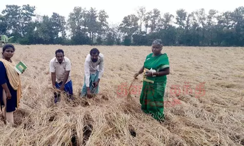 பயிர் சேத விவர கணக்கெடுப்புக்கு விவசாயிகள் ஒத்துழைக்க வேண்டும்- வேளாண்மை உதவி இயக்குனர்