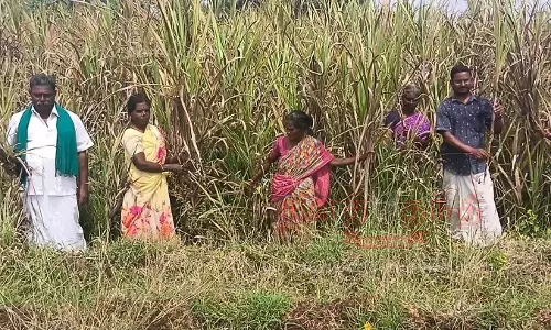 மஞ்சள் நோய் தாக்குதலால் கரும்பு வளர்ச்சி பாதிப்புவாழ்வா? சாவா? நிலையில் இருப்பதாக விவசாயிகள் கண்ணீர் மஞ்சள் நோய் தாக்குதலால் கரும்பு வளர்ச்சி பாதிப்புவாழ்வா? சாவா? நிலையில் இருப்பதாக விவசாயிகள் கண்ணீர்