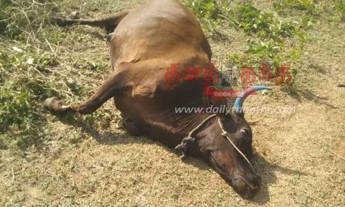 தாளவாடி அருகே மாடு- கன்றுக்குட்டியை புலி அடித்து கொன்றது தாளவாடி அருகே மாடு- கன்றுக்குட்டியை புலி அடித்து கொன்றது