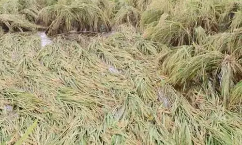 டெல்டாவில் மழையால் ஏற்பட்டுள்ள பயிர் பாதிப்புகளை இன்று ஆய்வு செய்கிறது மத்திய குழு