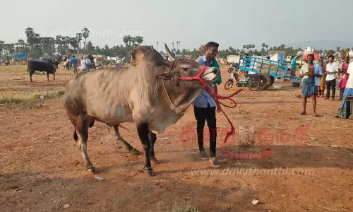கந்தசாமி கோவில் தேரோட்டத்தையொட்டிகாளிப்பட்டியில் நடந்த நாட்டு மாடுகள் சந்தை மயிலை காளை ரூ.3 லட்சத்துக்கு விற்பனையானது