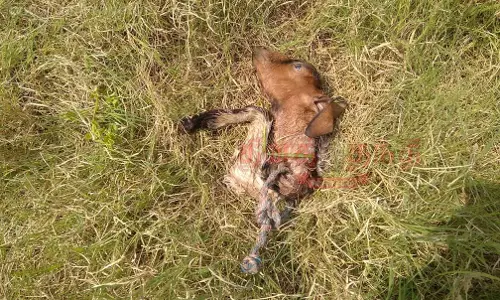 கபிலர்மலை பகுதியில்தொடரும் சிறுத்தைப்புலி அட்டகாசம்கூண்டு வைத்து பிடிக்க முடியாமல் வனத்துறையினர் திணறல்